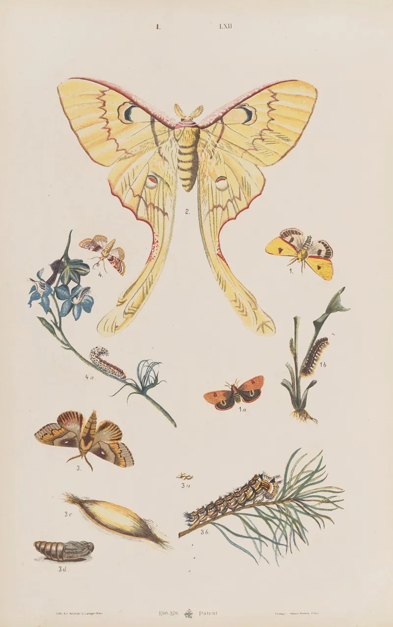 Wielki Atlas Do Zoologii Botaniki I Mineralogii Pl 062 Wall Art by Gustav von Hayek - High-Resolution Digital Print