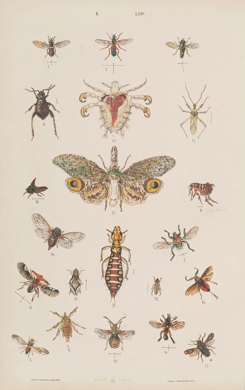 Wielki Atlas Do Zoologii Botaniki I Mineralogii Pl 064 Wall Art by Gustav von Hayek - High-Resolution Digital Print