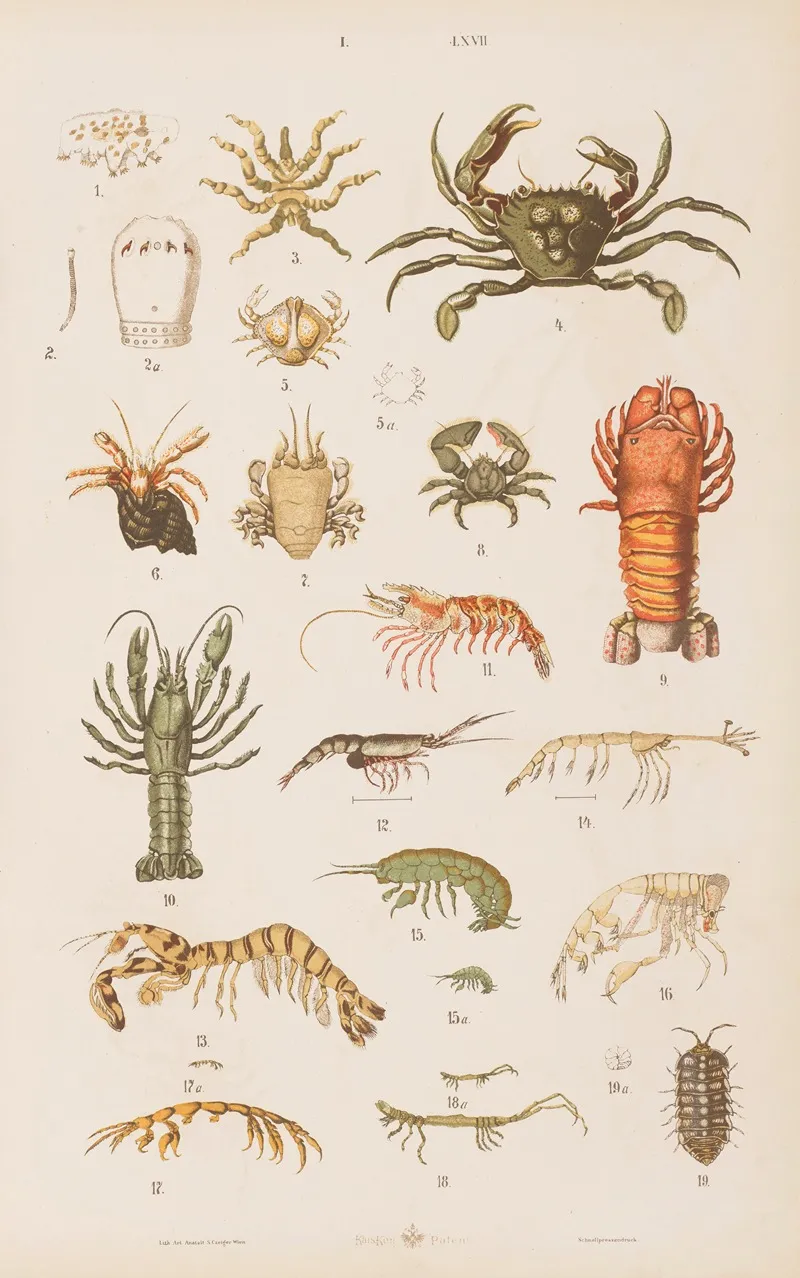 Wielki Atlas Do Zoologii Botaniki I Mineralogii Pl 067 Wall Art by Gustav von Hayek - High-Resolution Digital Print