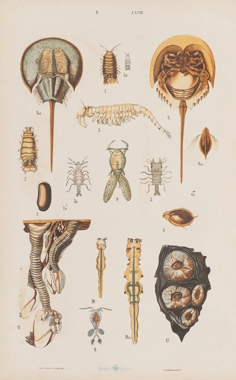 Wielki Atlas Do Zoologii Botaniki I Mineralogii Pl 068 Wall Art by Gustav von Hayek - High-Resolution Digital Print
