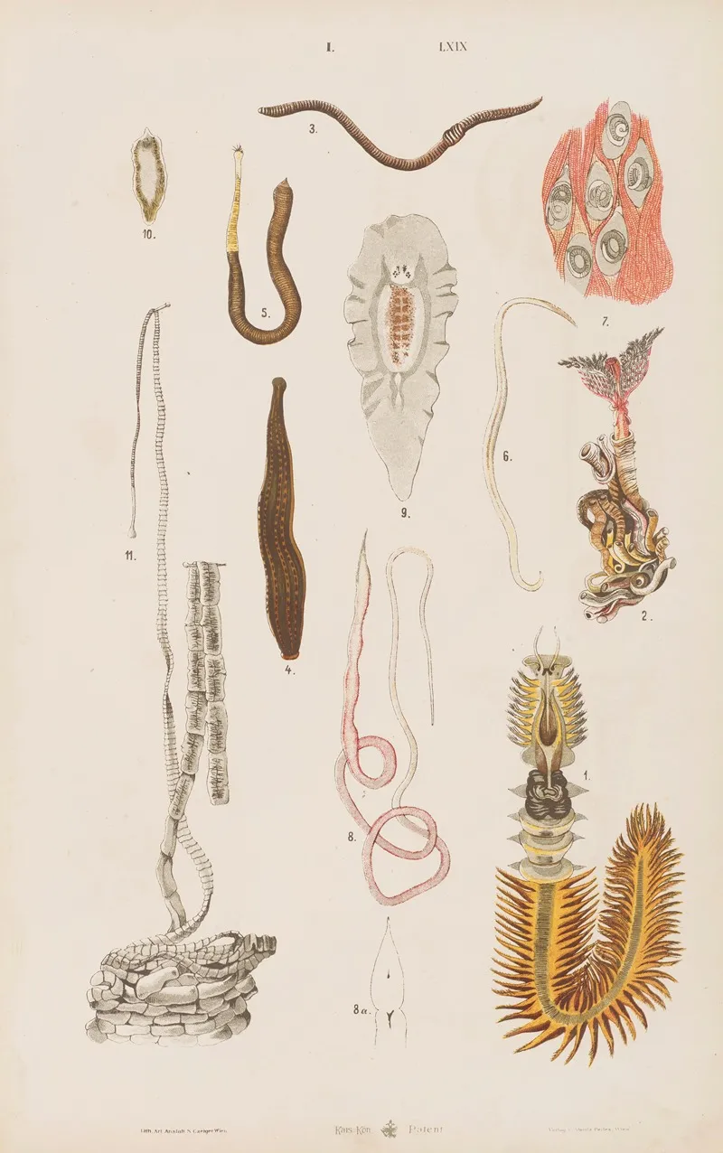 Wielki Atlas Do Zoologii Botaniki I Mineralogii Pl 069 Wall Art by Gustav von Hayek - High-Resolution Digital Print