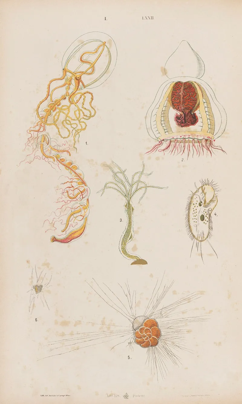Wielki Atlas Do Zoologii Botaniki I Mineralogii Pl 072 Wall Art by Gustav von Hayek - High-Resolution Digital Print