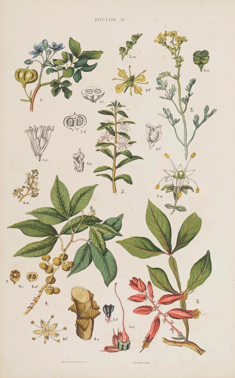 Wielki Atlas Do Zoologii Botaniki I Mineralogii Pl 076 Wall Art by Gustav von Hayek - High-Resolution Digital Print
