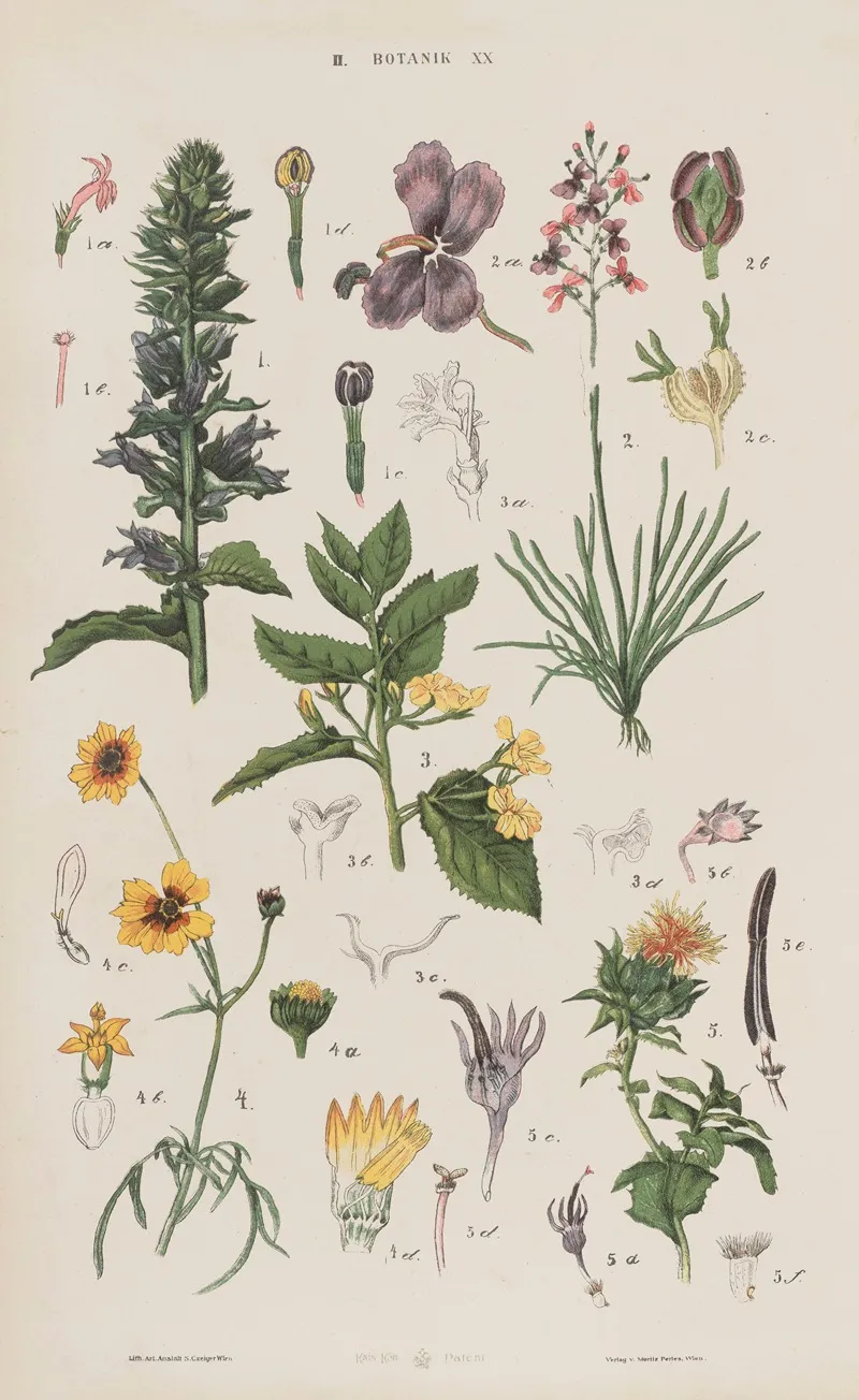 Wielki Atlas Do Zoologii Botaniki I Mineralogii Pl 092 Wall Art by Gustav von Hayek - High-Resolution Digital Print