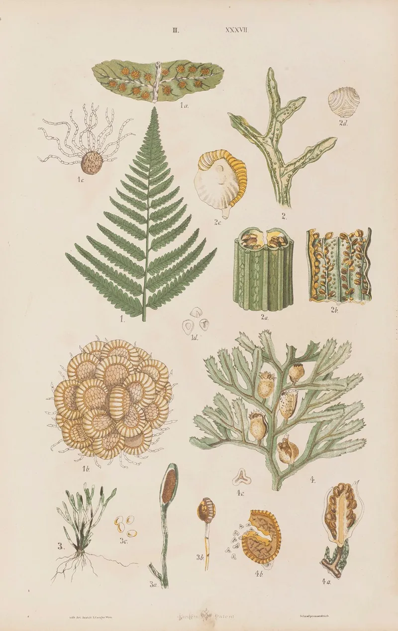 Wielki Atlas Do Zoologii Botaniki I Mineralogii Pl 109 Wall Art by Gustav von Hayek - High-Resolution Digital Print