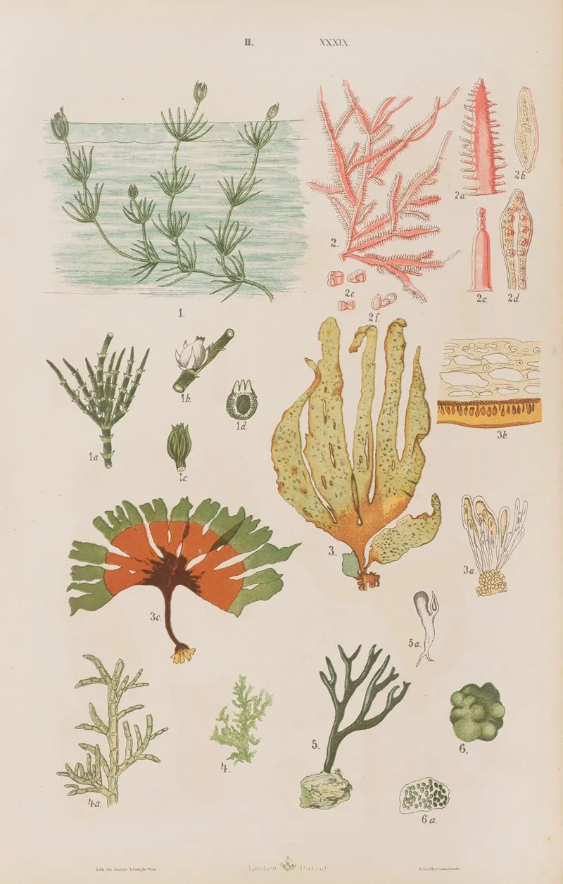 Wielki Atlas Do Zoologii Botaniki I Mineralogii Pl 111 Wall Art by Gustav von Hayek - High-Resolution Digital Print