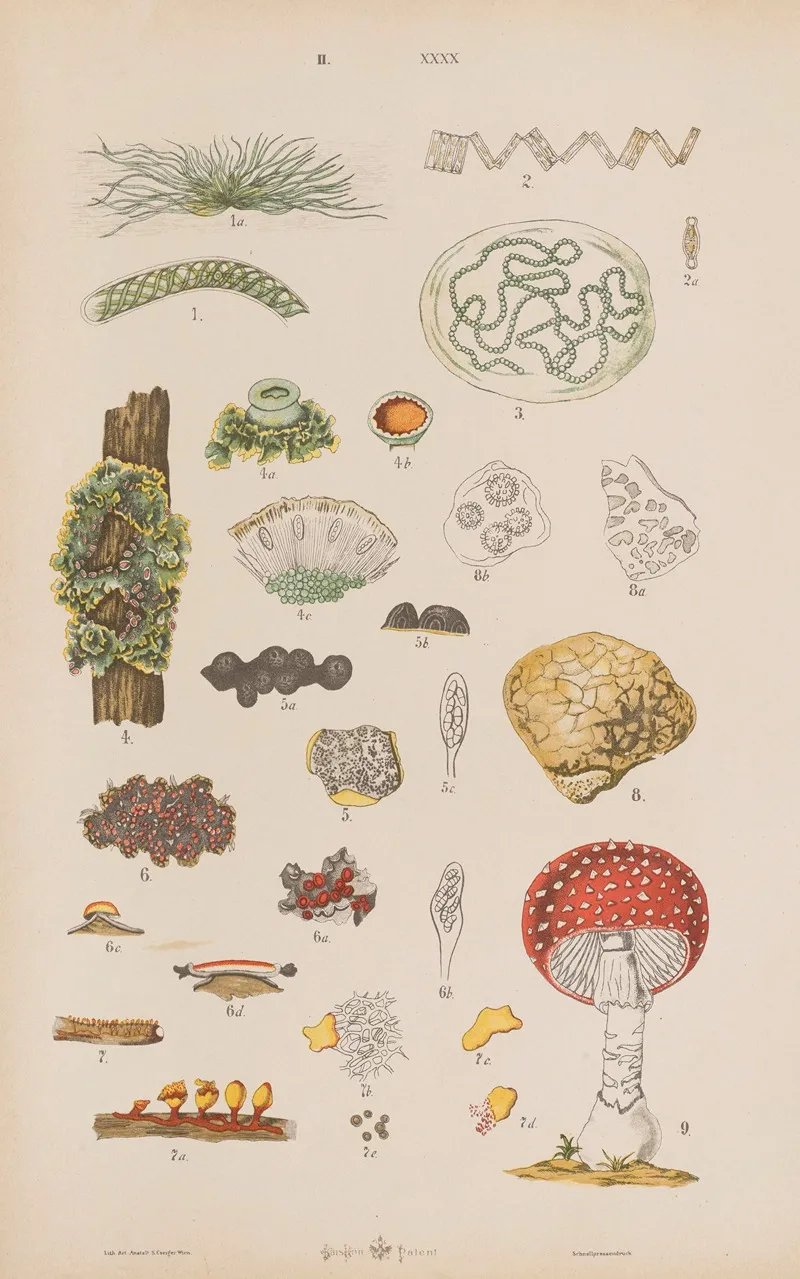 Wielki Atlas Do Zoologii Botaniki I Mineralogii Pl 112 Wall Art by Gustav von Hayek - High-Resolution Digital Print
