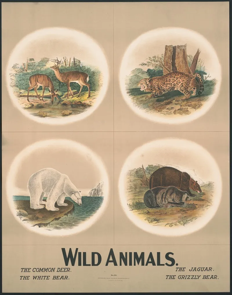 Wild Animals 2 Wall Art by H.M. Smyth Lith. Co. - High-Resolution Digital Print