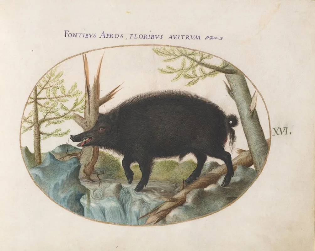 Wild Boar 3