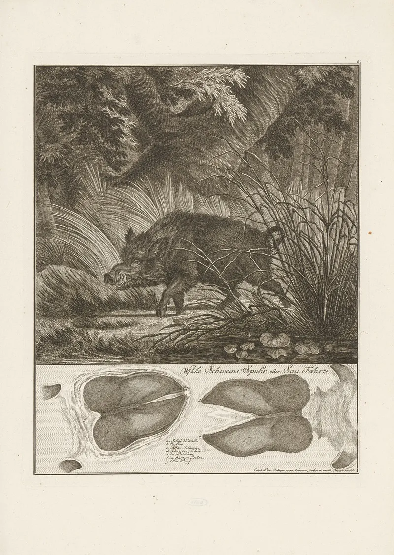 Wild Boar 5