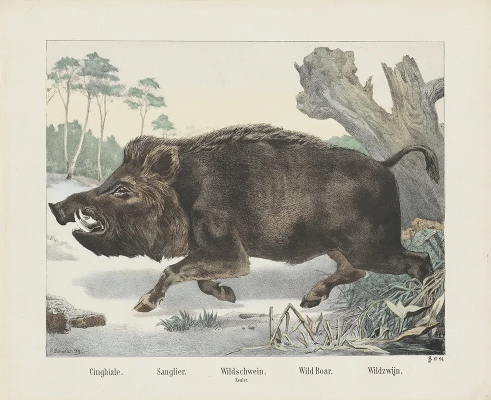 Wild Boar 6 Wall Art by Joseph Scholz - High-Resolution Digital Print