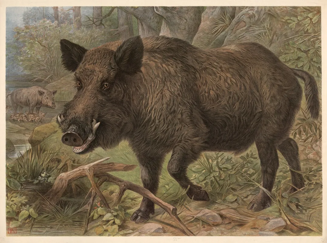 Wild Boar Sus Scrofa