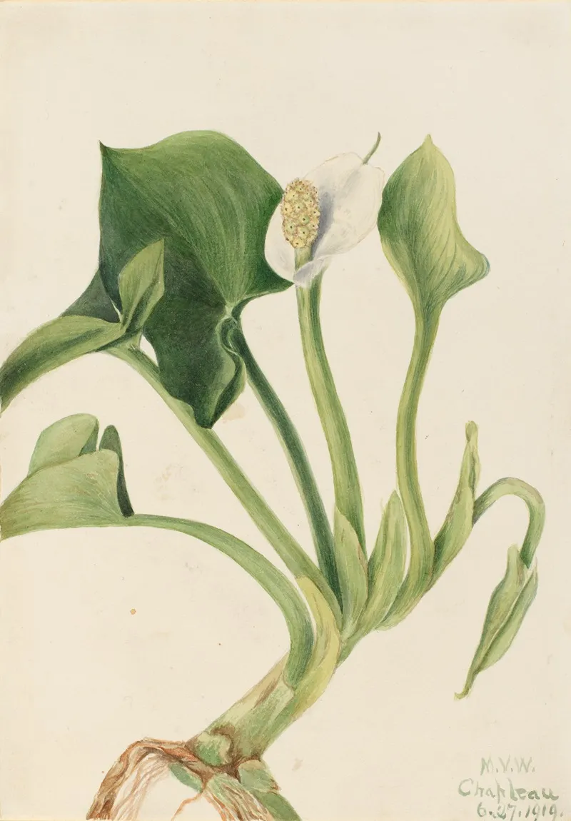 Wild Calla Calla Palustris 2