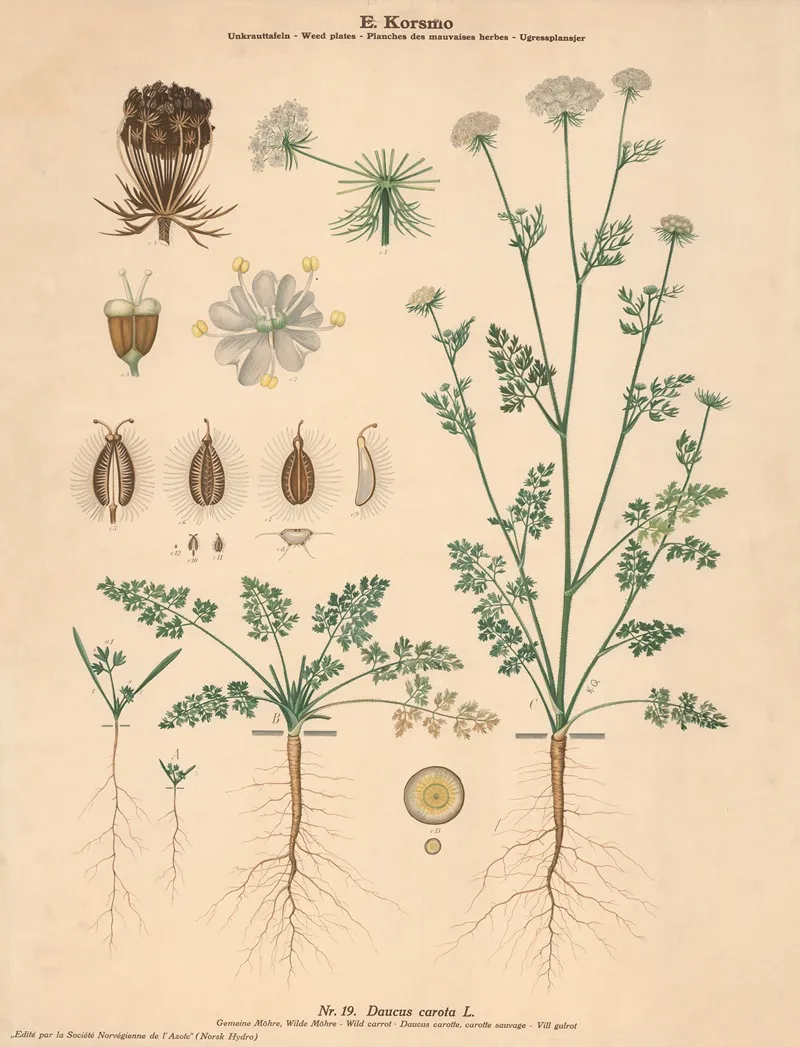 Wild Carrot Wall Art by Knut Quelprud - High-Resolution Digital Print
