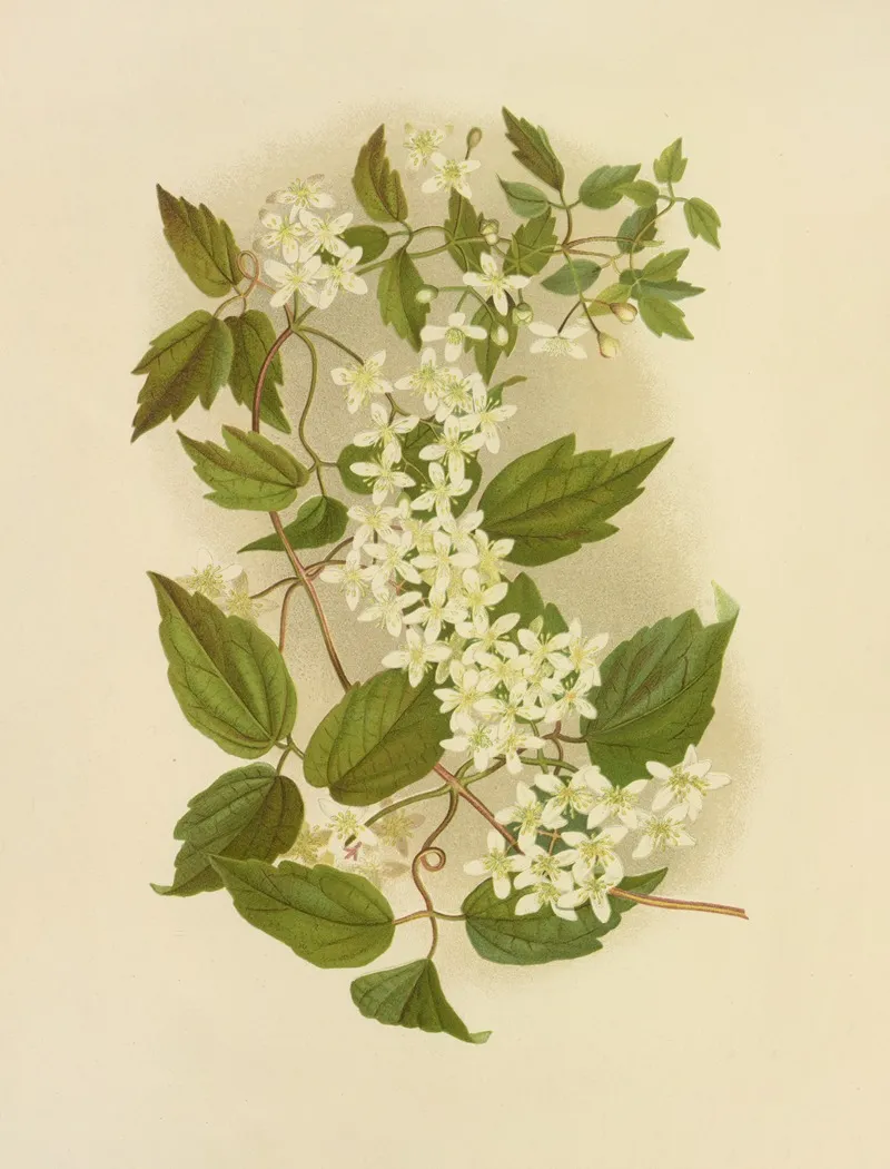Wild Clematis Wall Art by Isaac Sprague - High-Resolution Digital Print