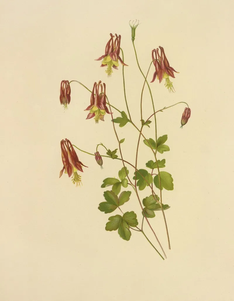 Wild Columbine Wall Art by Isaac Sprague - High-Resolution Digital Print