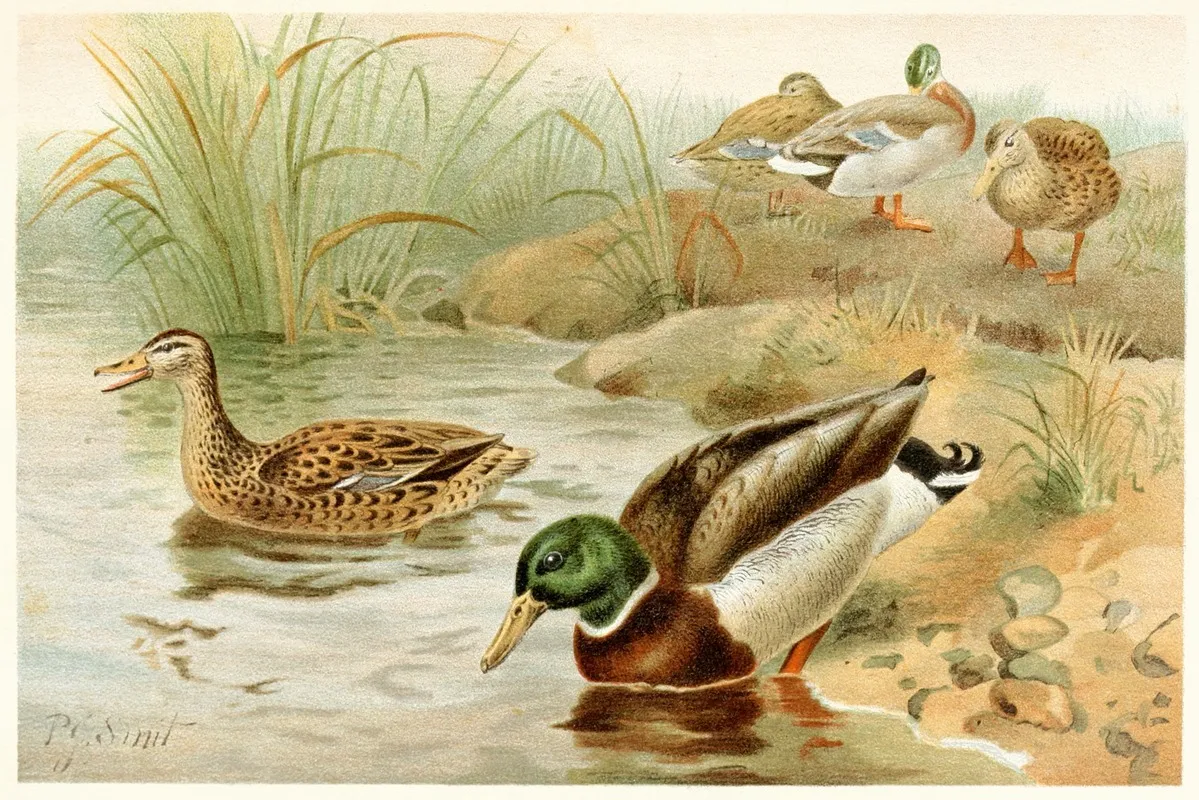 Wild Duck Wall Art by Pierre Jacques Smit - High-Resolution Digital Print