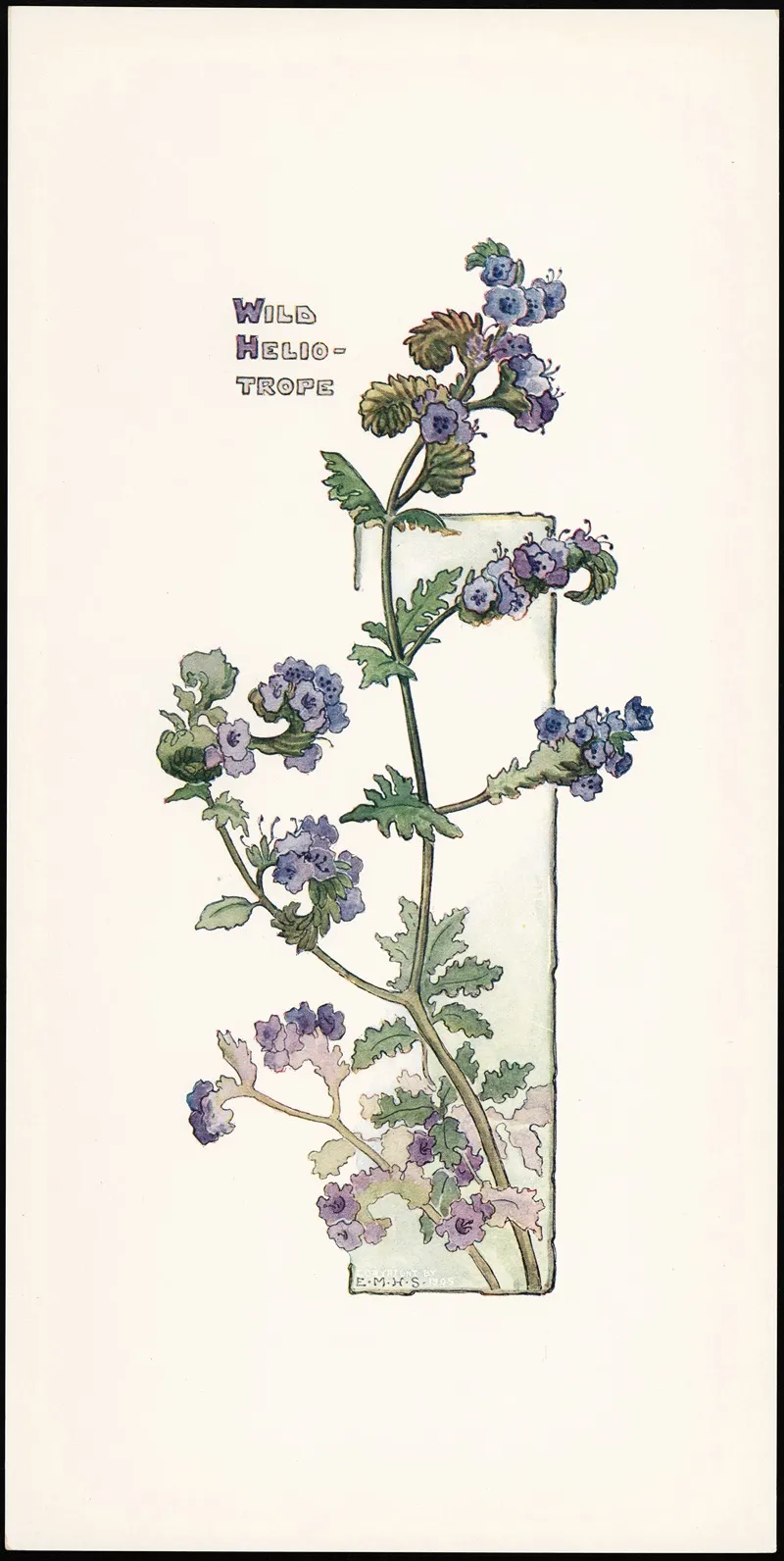 Wild Heliotrope Wall Art by Elizabeth Moore Hallowell - High-Resolution Digital Print