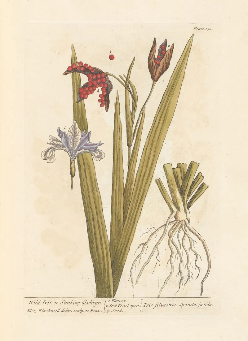 Wild Iris Or Stinking Gladwyn Wall Art by Elizabeth Blackwell - High-Resolution Digital Print