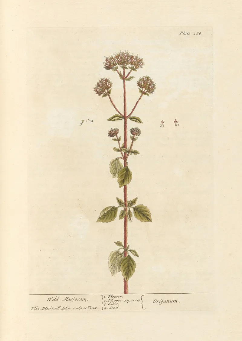 Wild Marjoram Wall Art by Elizabeth Blackwell - High-Resolution Digital Print