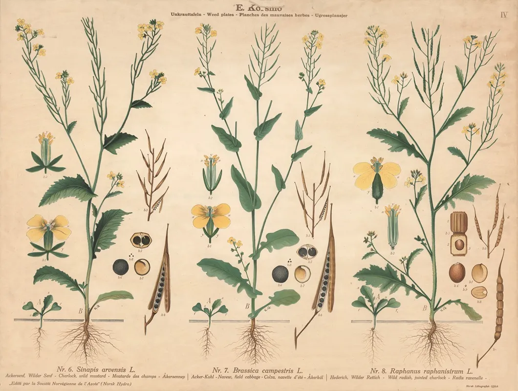 Wild Mustard Field Cabbage Wild Radish Jointed Charlock Wall Art by Knut Quelprud - High-Resolution Digital Print