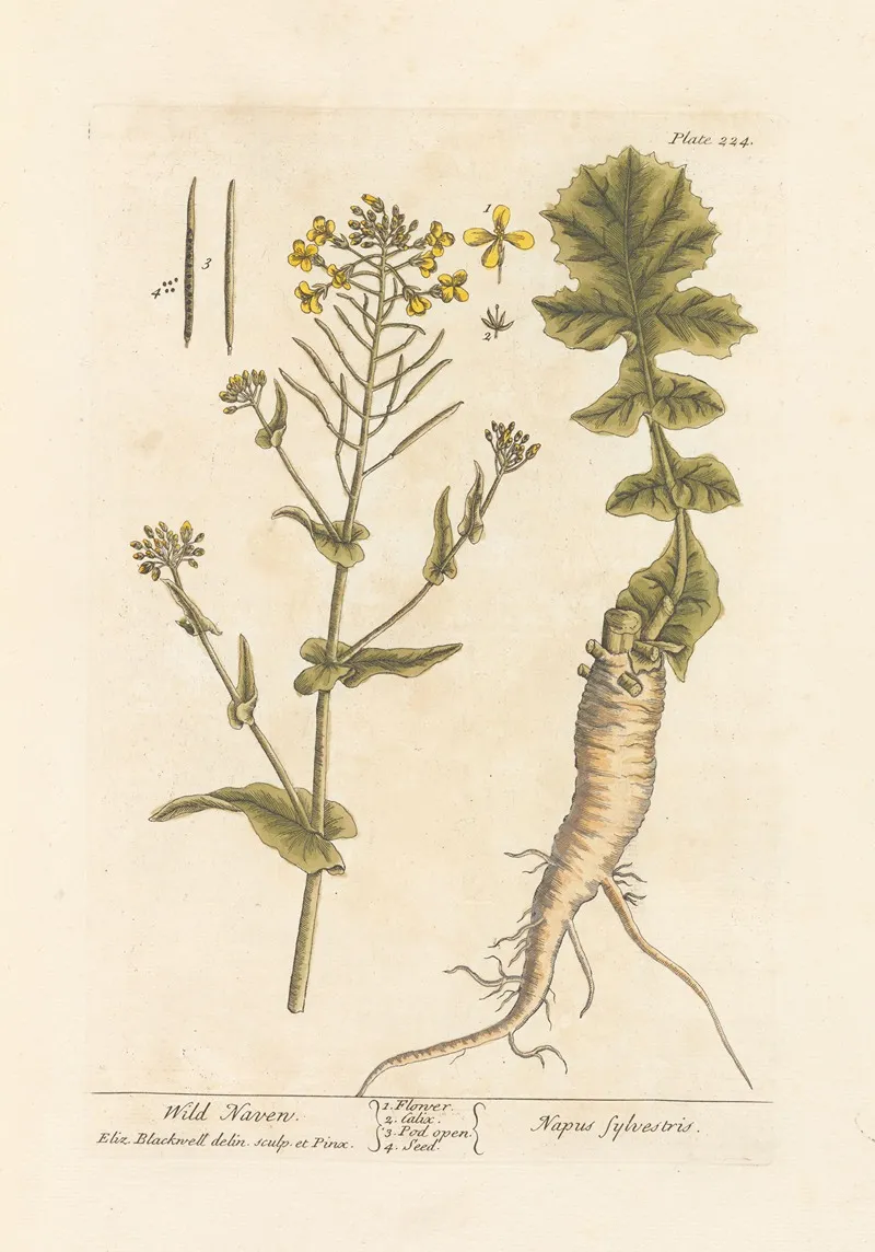 Wild Naven Wall Art by Elizabeth Blackwell - High-Resolution Digital Print