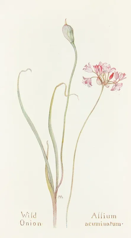 Wild Onion Wall Art by Margaret Armstrong - High-Resolution Digital Print