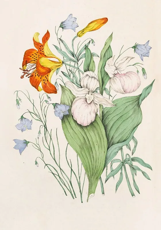 Wild Orange Lily Canadian Harebell Showy Ladys Slipper Wall Art by Agnes Fitzgibbon - High-Resolution Digital Print