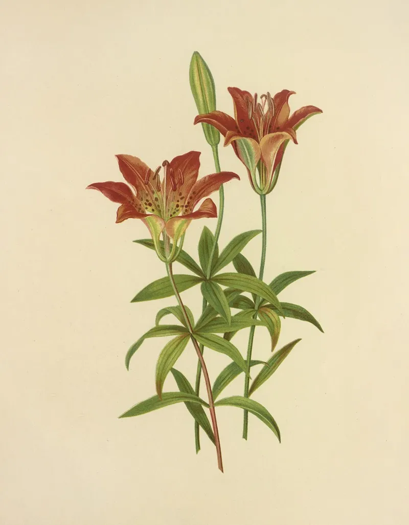 Wild Orange Red Lily Wall Art by Isaac Sprague - High-Resolution Digital Print