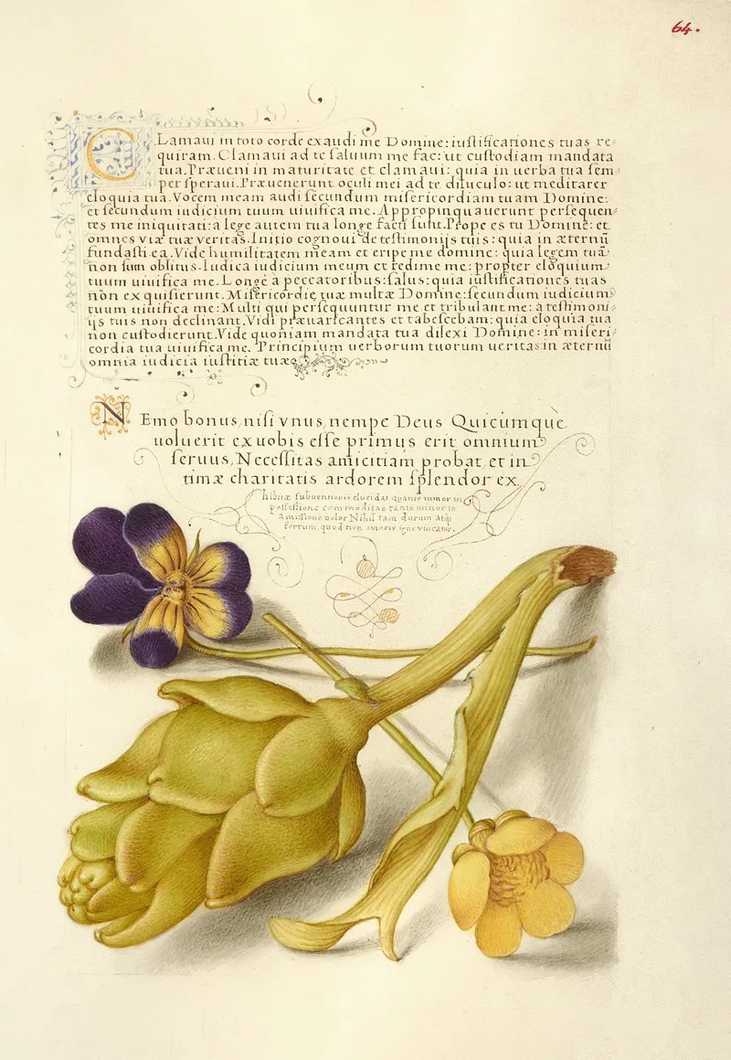 Wild Pansy And Artichoke