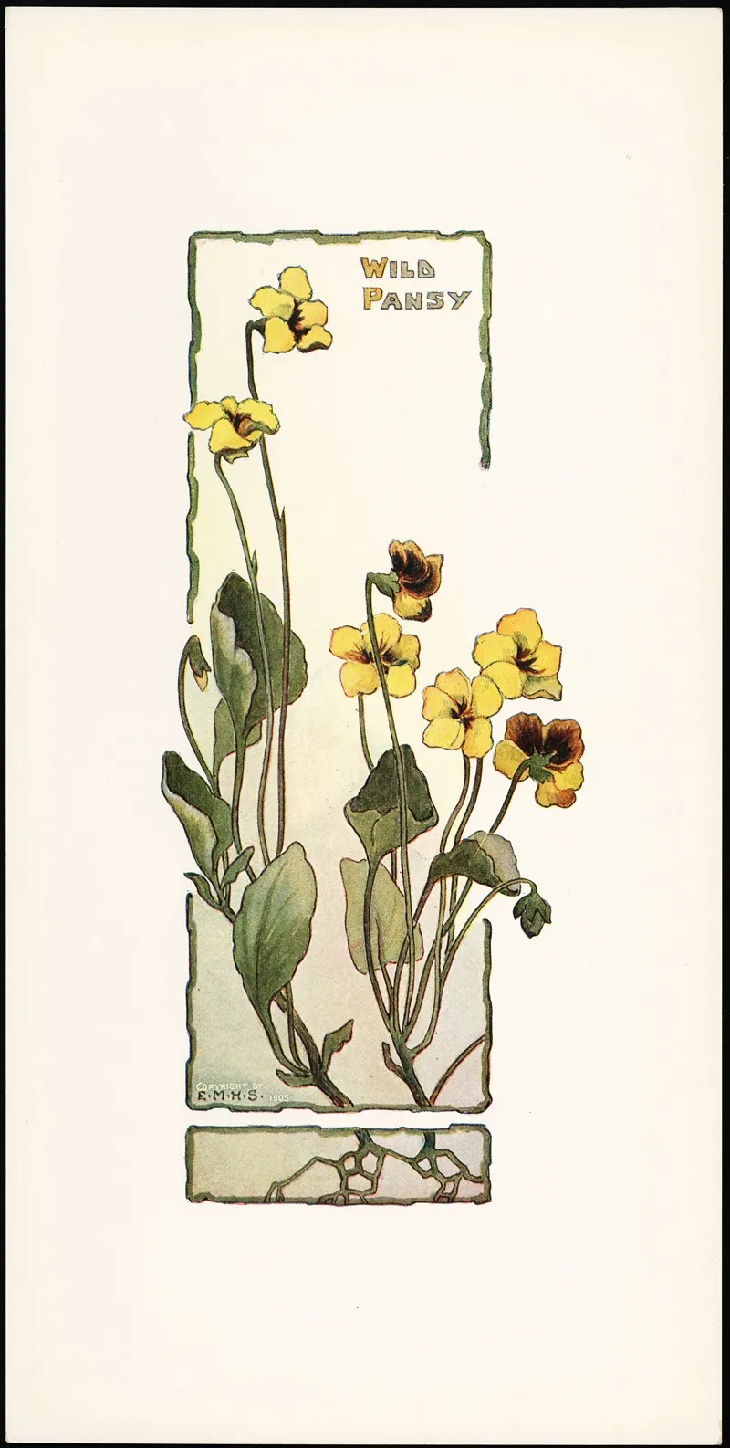 Wild Pansy Wall Art by Elizabeth Moore Hallowell - High-Resolution Digital Print
