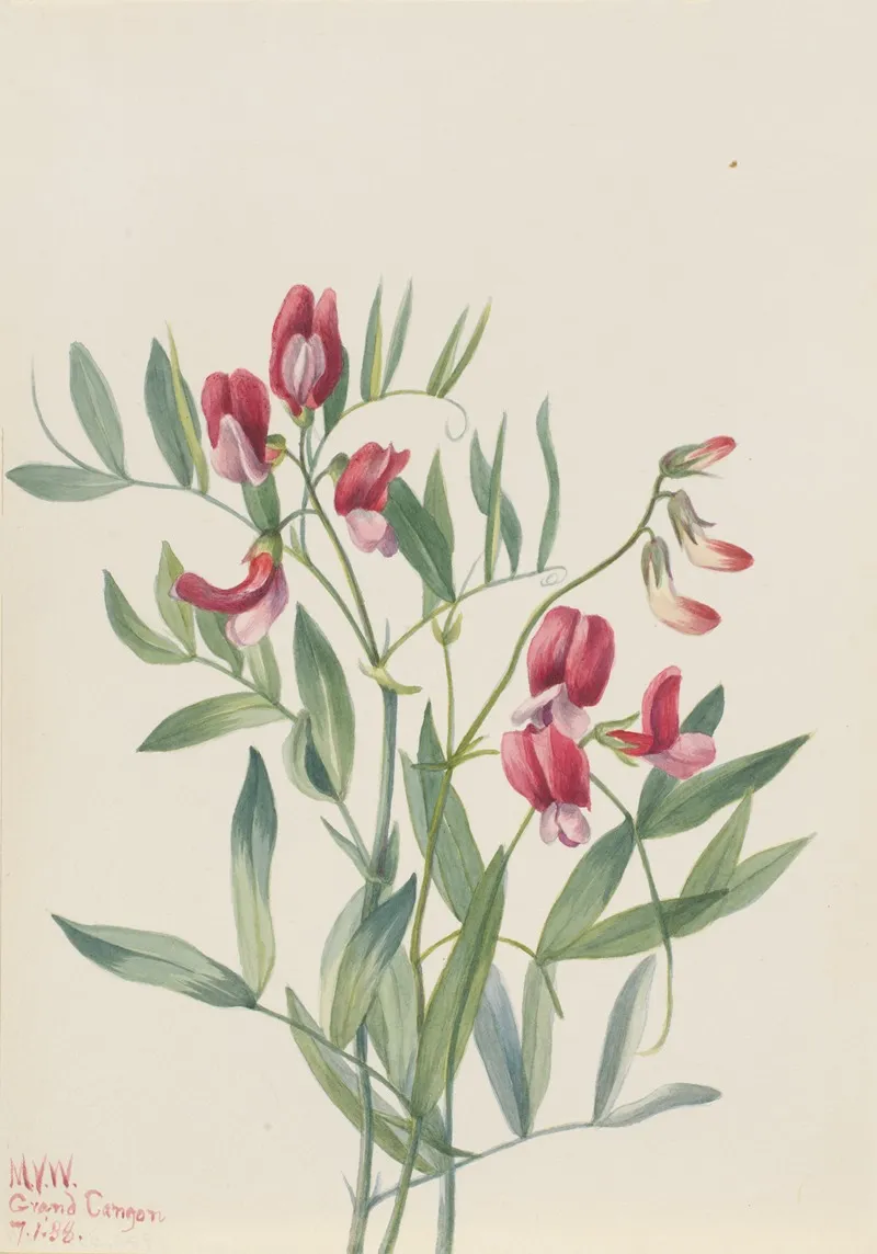 Wild Pea Lathyrus Decaphyllus