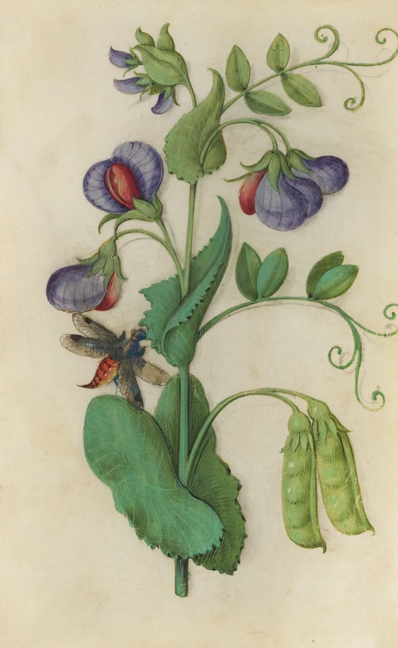 Wild Pea Pisum Sativum With A Moth Wall Art by Master of Claude de France - High-Resolution Digital Print