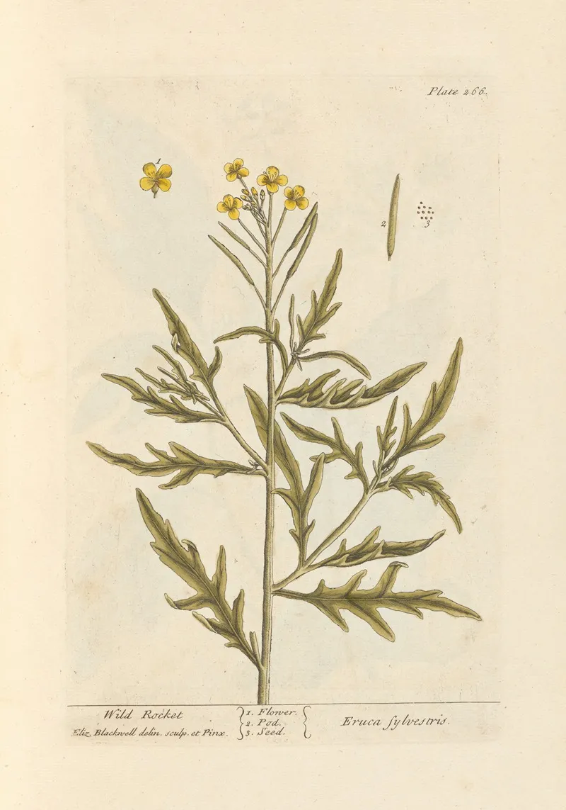 Wild Rocket Wall Art by Elizabeth Blackwell - High-Resolution Digital Print