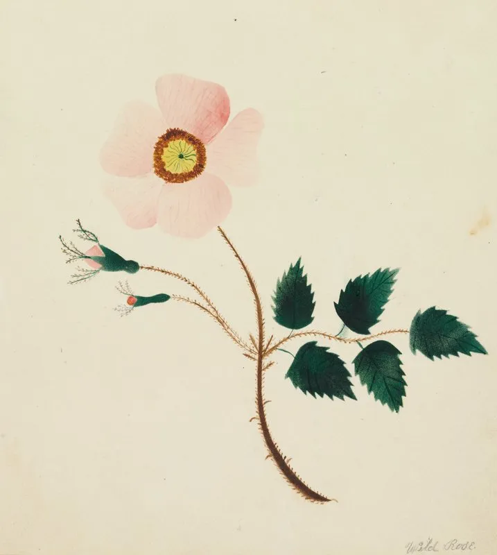 Wild Rose 2 Wall Art by Mary Altha Nims - High-Resolution Digital Print