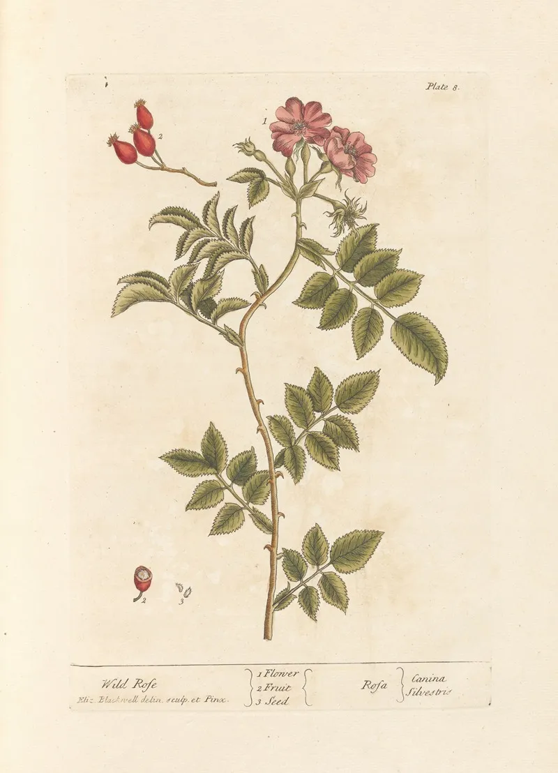 Wild Rose Wall Art by Elizabeth Blackwell - High-Resolution Digital Print