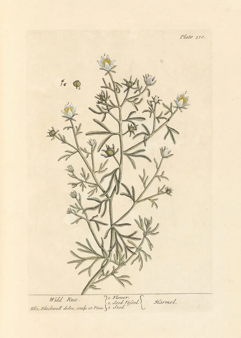 Wild Rue Wall Art by Elizabeth Blackwell - High-Resolution Digital Print