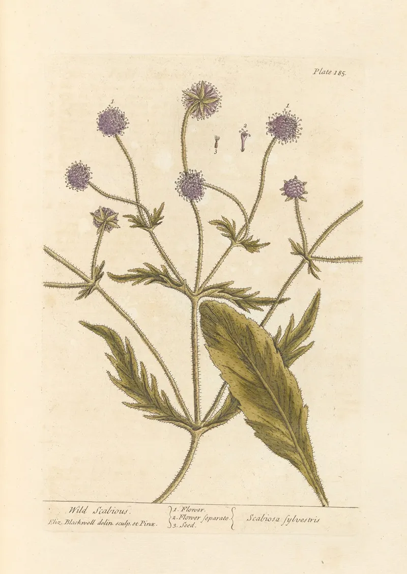 Wild Scabious Wall Art by Elizabeth Blackwell - High-Resolution Digital Print