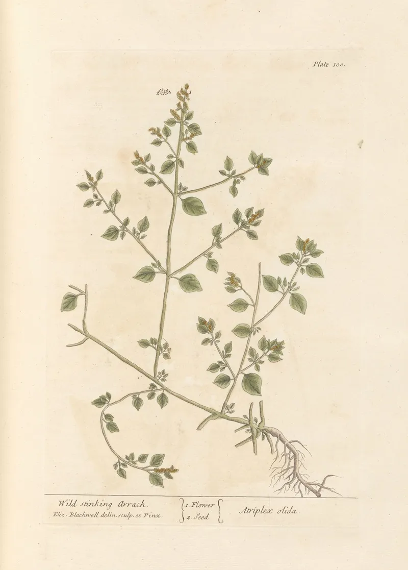 Wild Stinking Arrach Wall Art by Elizabeth Blackwell - High-Resolution Digital Print