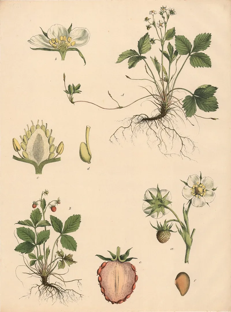 Wild Strawberries Wall Art by Franz Engleder - High-Resolution Digital Print