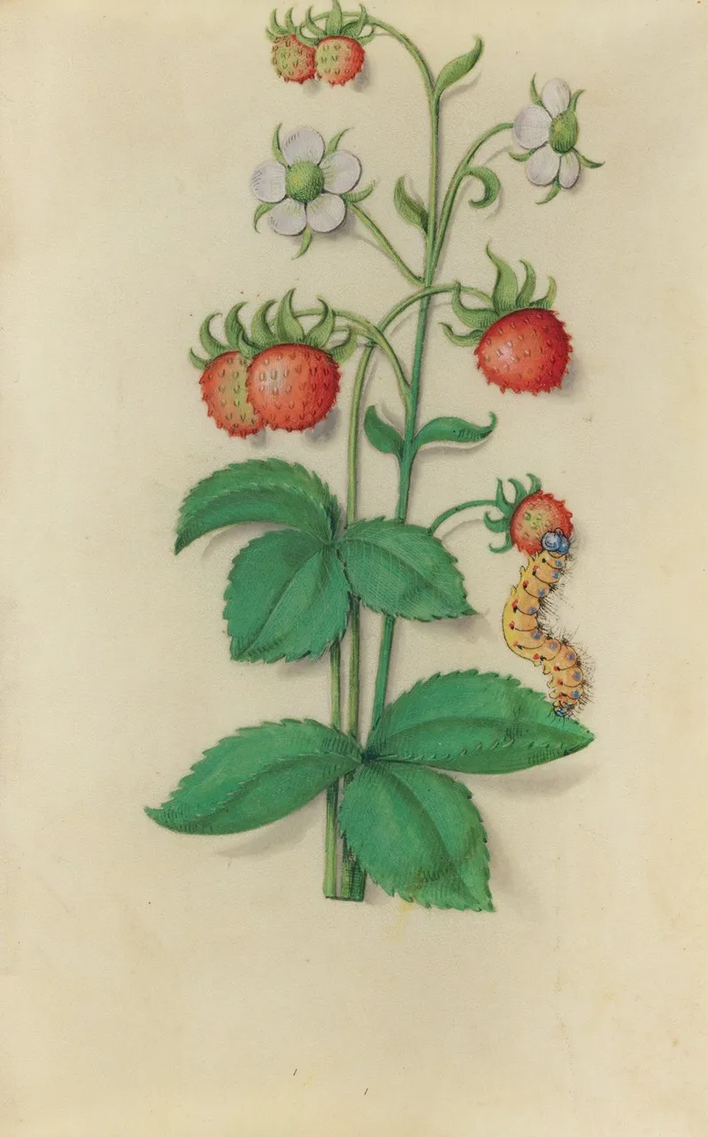 Wild Strawberry Fragaria Vesca With A Caterpillar Wall Art by Master of Claude de France - High-Resolution Digital Print
