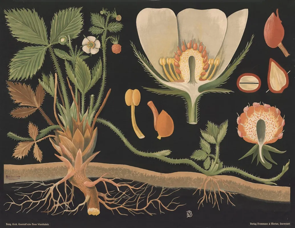 Wild Strawberry Fragaria Vesca Wall Art by Gottlieb von Koch - High-Resolution Digital Print