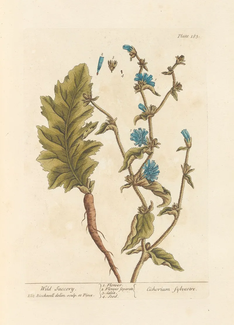 Wild Succory Wall Art by Elizabeth Blackwell - High-Resolution Digital Print