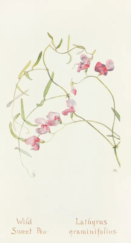 Wild Sweet Pea Wall Art by Margaret Armstrong - High-Resolution Digital Print