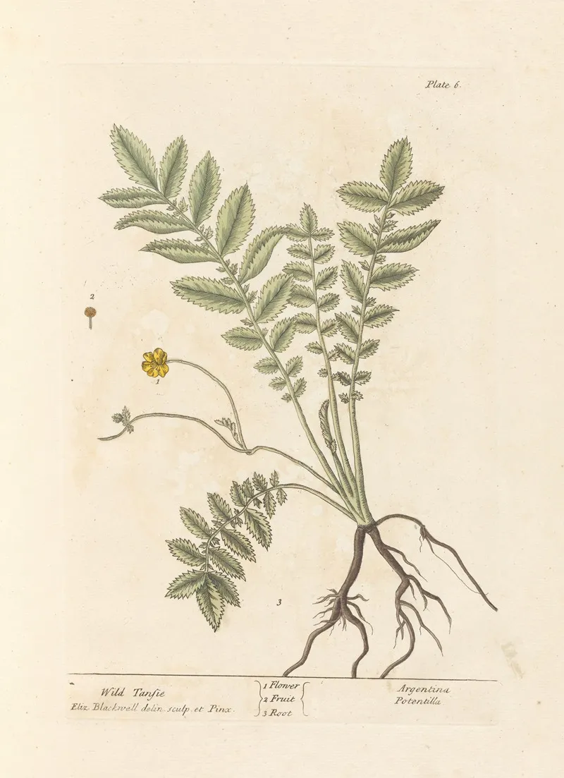 Wild Tansie Wall Art by Elizabeth Blackwell - High-Resolution Digital Print