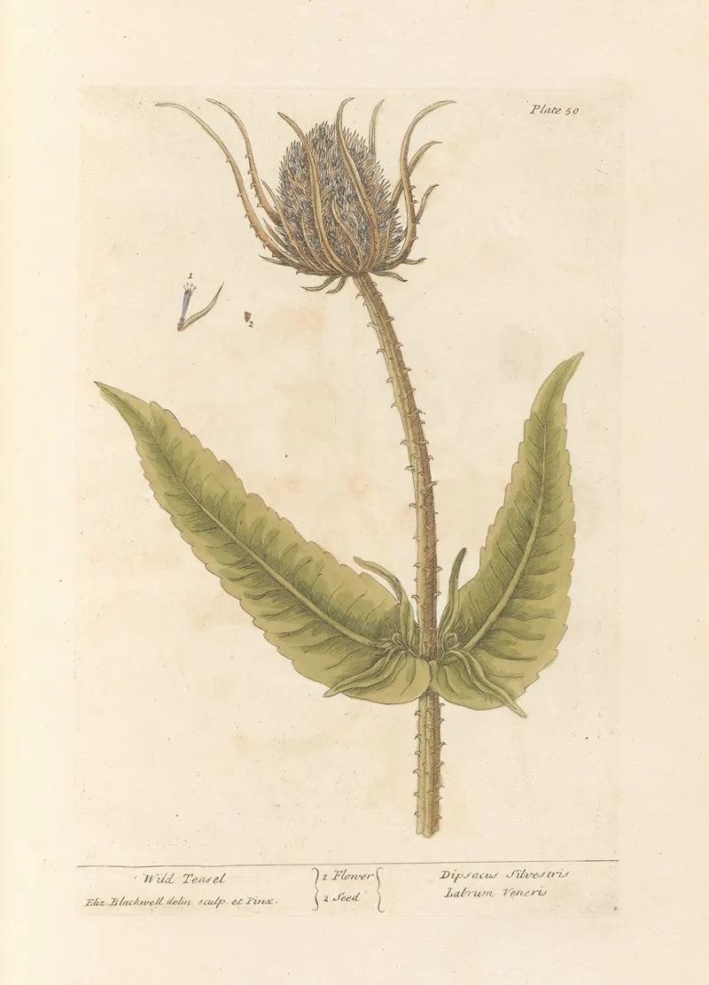 Wild Teasel Wall Art by Elizabeth Blackwell - High-Resolution Digital Print