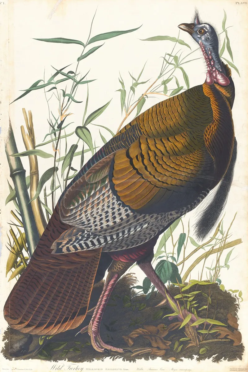 Wild Turkey 2 Wall Art by John James Audubon - High-Resolution Digital Print