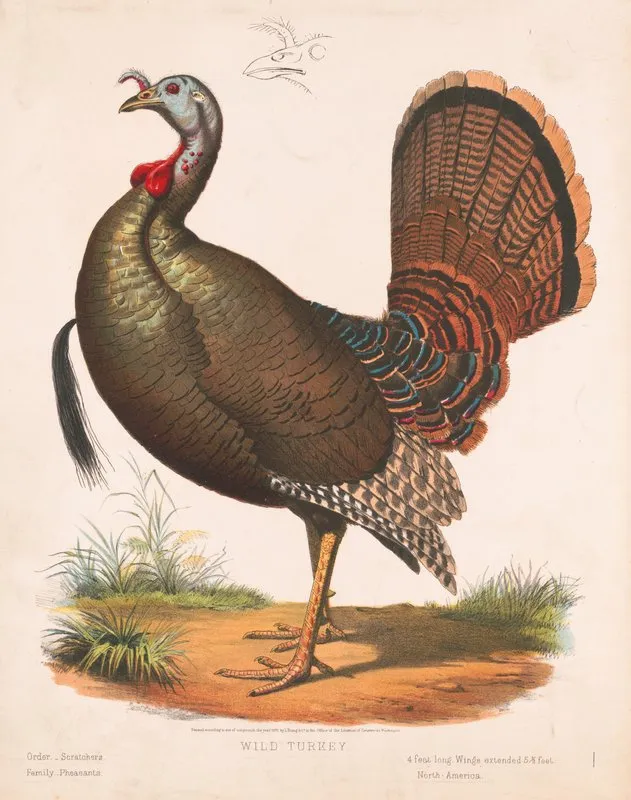 Wild Turkey 3