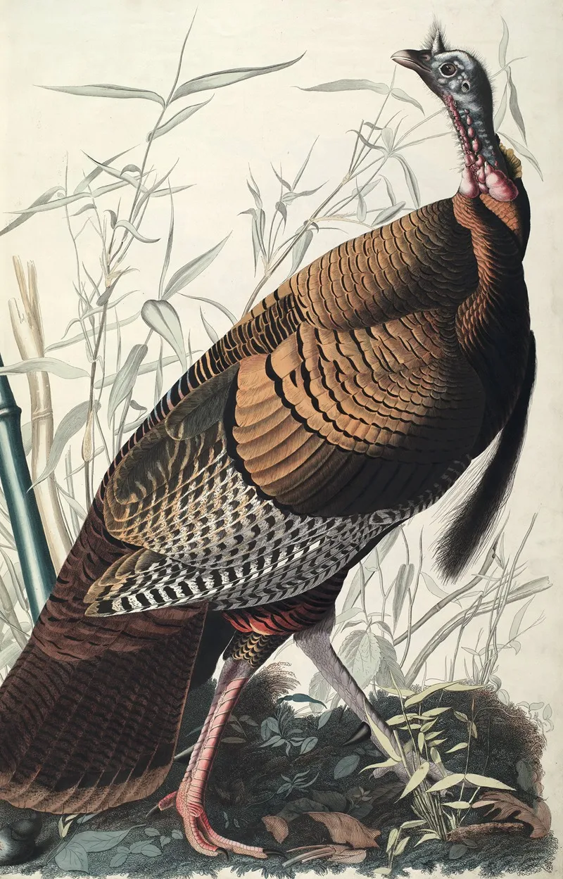 Wild Turkey 4 Wall Art by John James Audubon - High-Resolution Digital Print