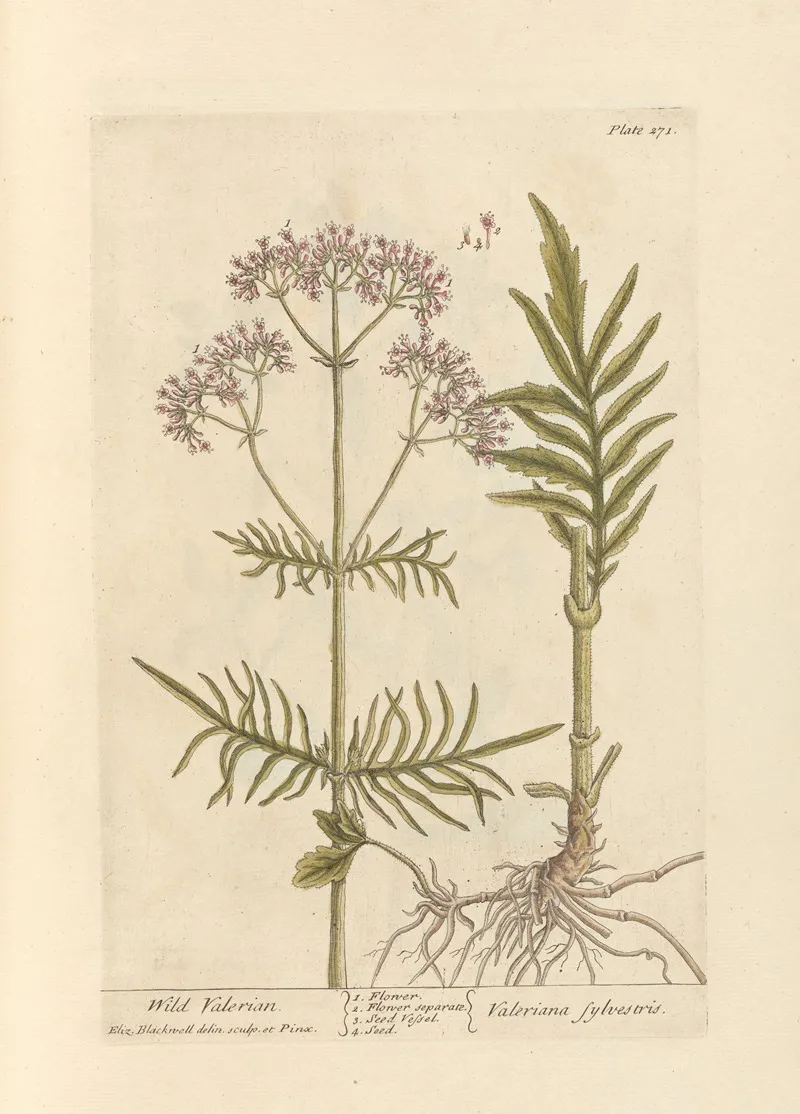Wild Valerian 2 Wall Art by Elizabeth Blackwell - High-Resolution Digital Print